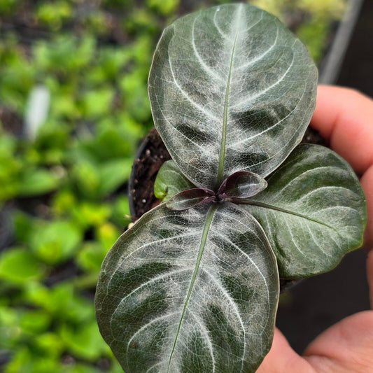 Aphelandra nova fuego - 2"