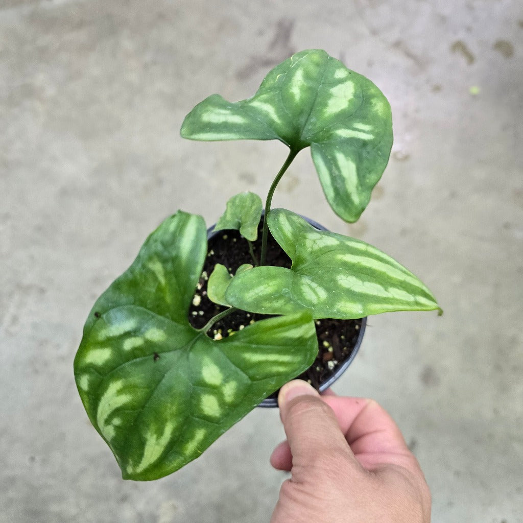 Cercestis mirabilis - 4"