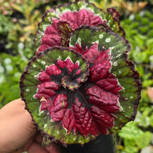 Begonia Macarena - 4"