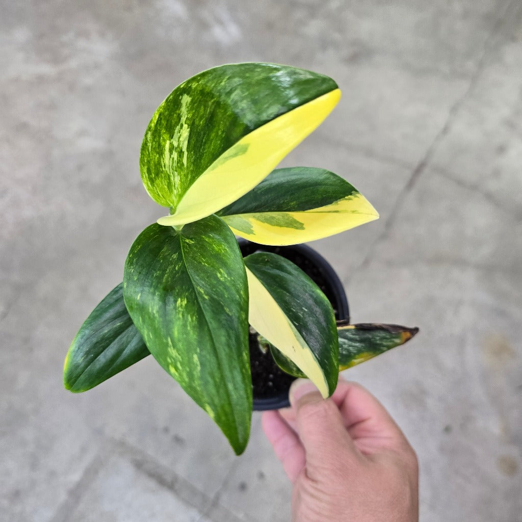 Monstera standleyana Aurea - 4"