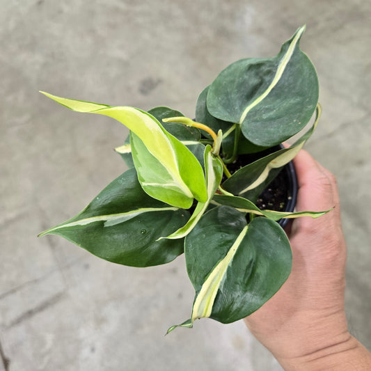 Philodendron hederaceum 'Silver Stripe' - 4"