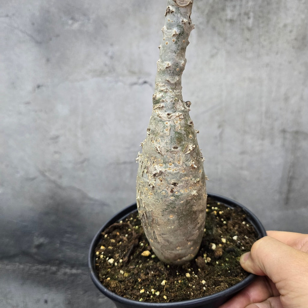 Jatropha podagrica - 2" (Starter)