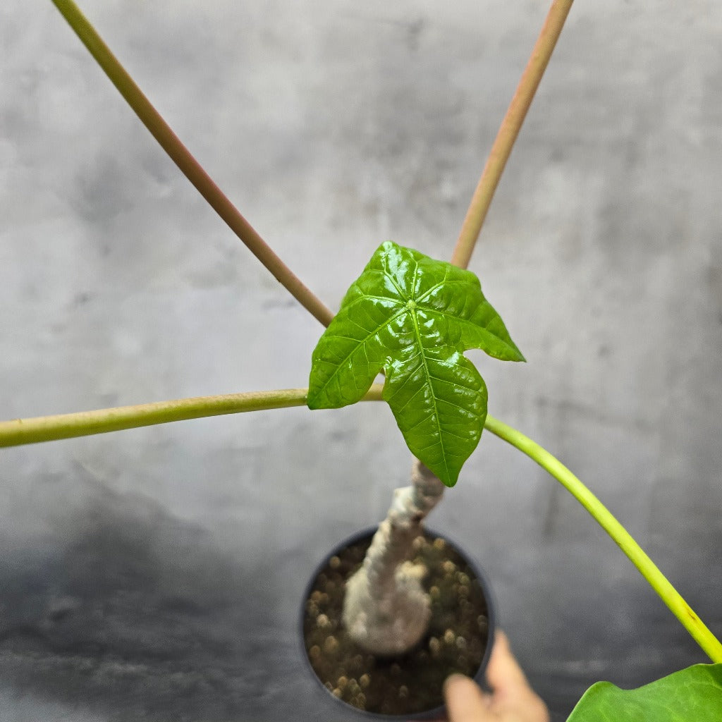 Jatropha podagrica - 2" (Starter)