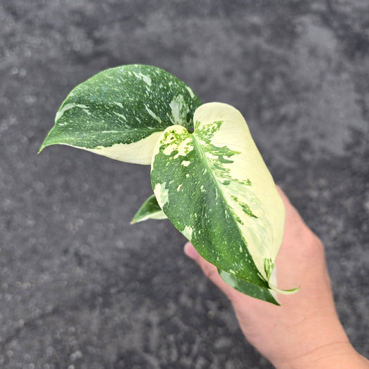 Monstera deliciosa 'Thai Constellation' - 2"