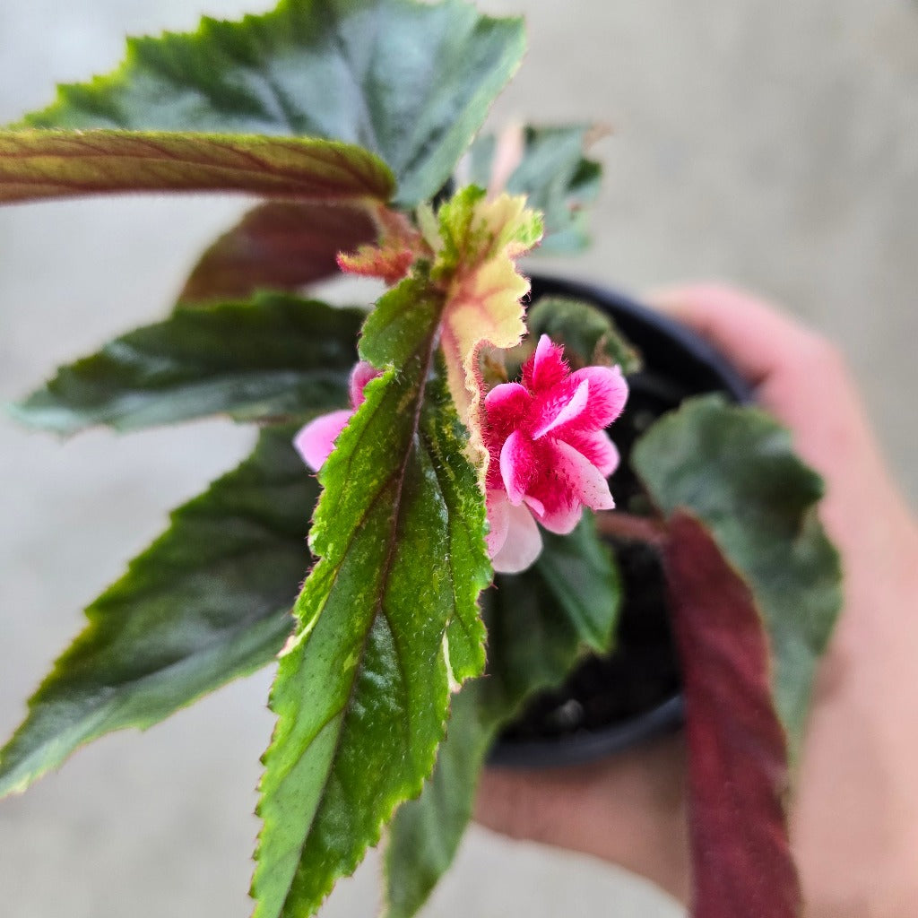 Begonia 'Ginny Galaxy' - 4"