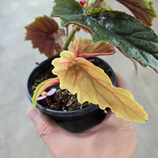 Begonia 'Ginny Galaxy' - 4"