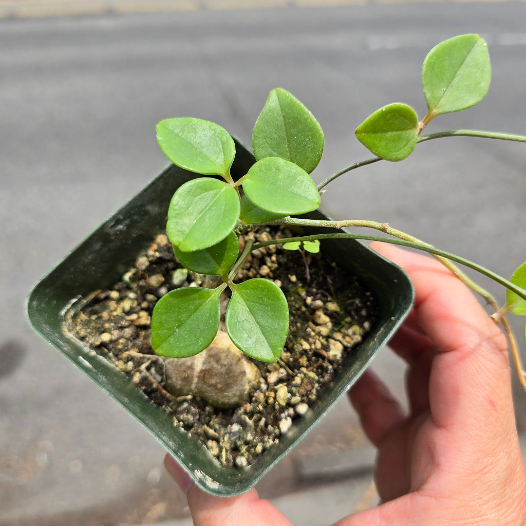 Neoalsomitra sarcophylla - 4"