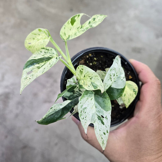 Epipremnum pinnatum albo - 4"