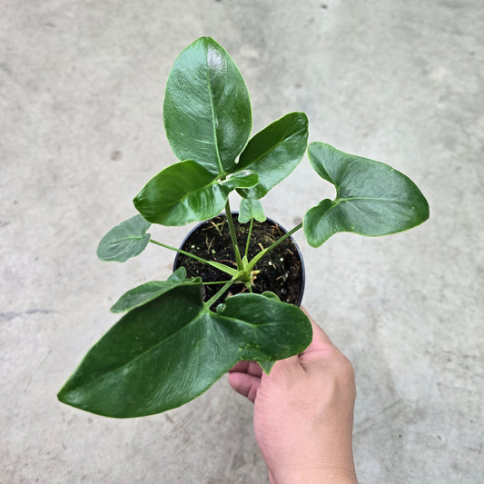 Philodendron goeldii Fun Bun - 6"