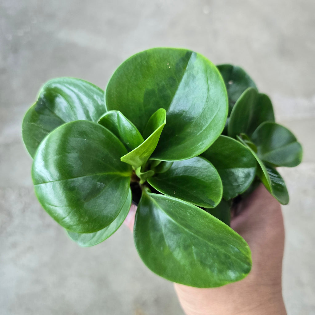 Peperomia obtusifolia 'Obtipan Green' - 4"