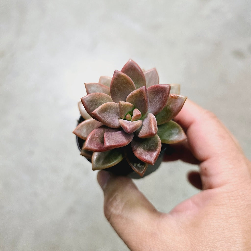 Assorted succulents - 2"