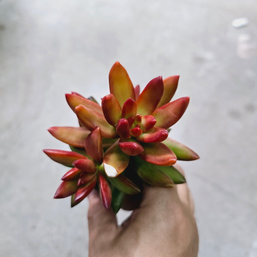 Assorted succulents - 2"