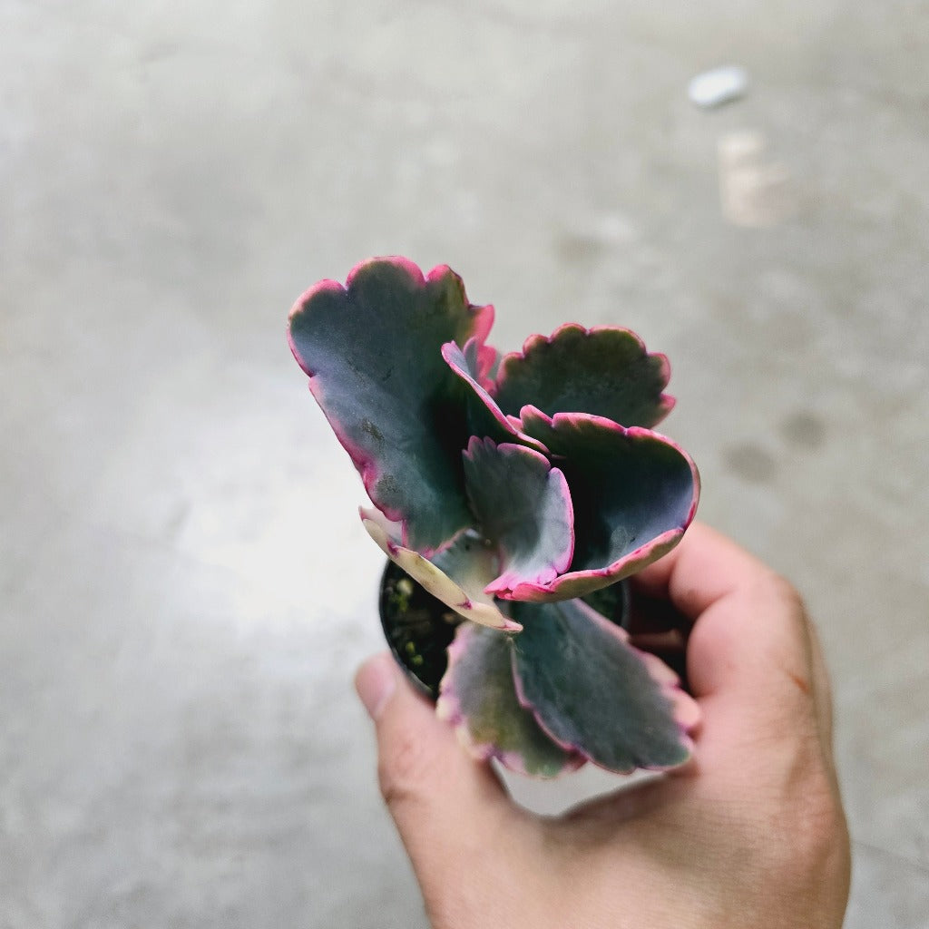 Assorted succulents - 2"