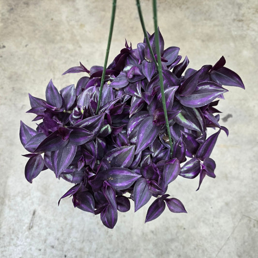 Tradescantia zebrina Red -  HB 4"