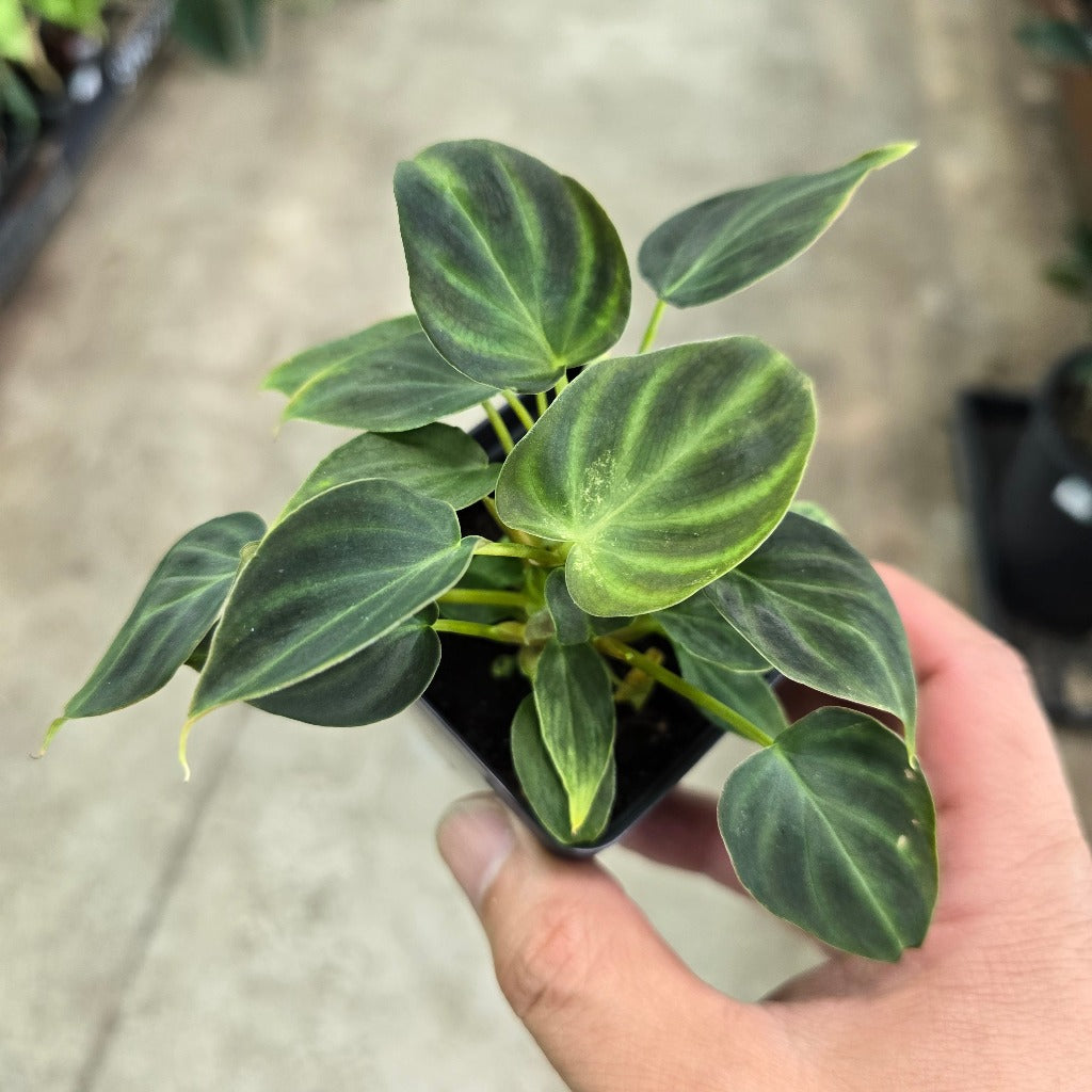 Philodendron verrucosum - 2"