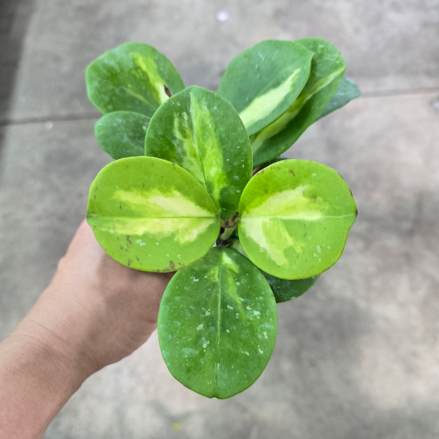 Hoya obovata reversa - 4"