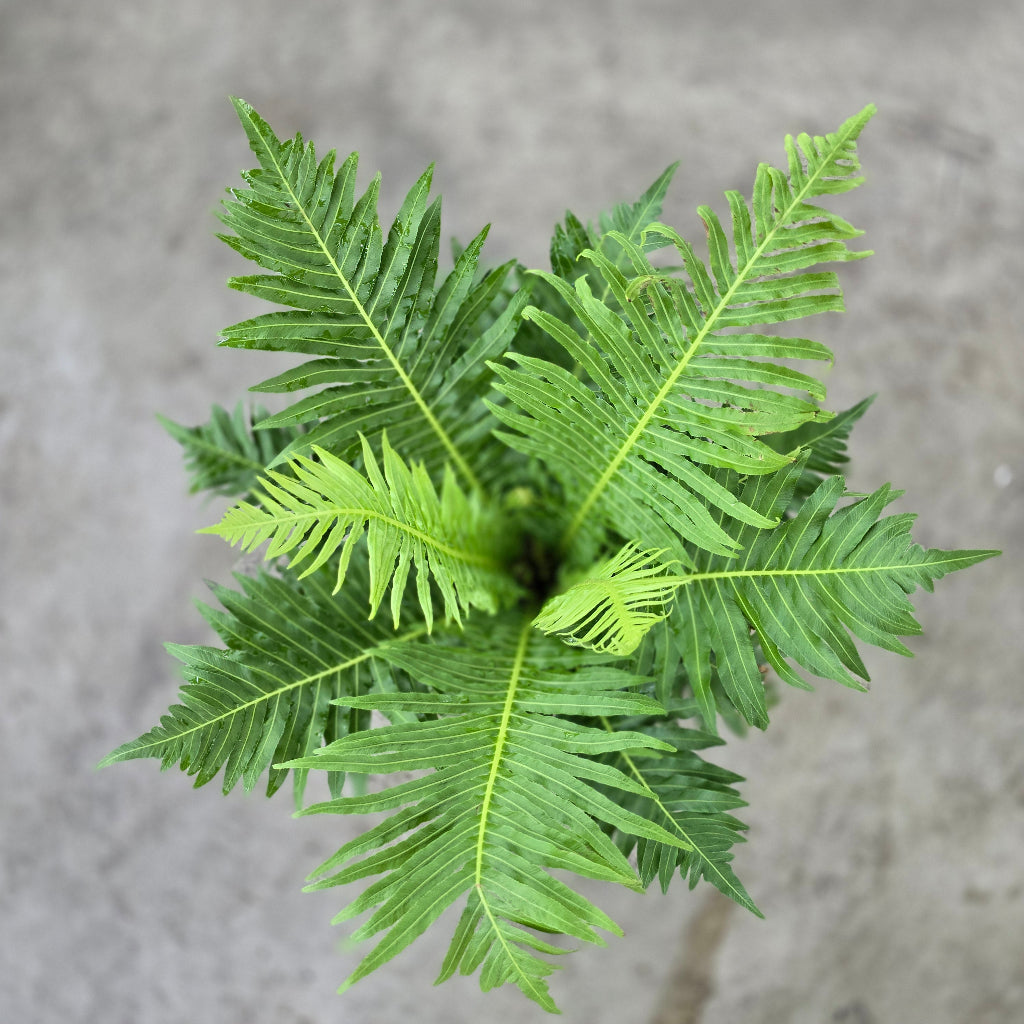 Blechnum gibbum 'Silver Lady - 6"