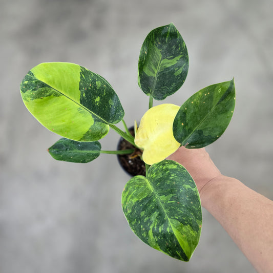 Philodendron 'Congo  Green Marble Variegated' - 4"