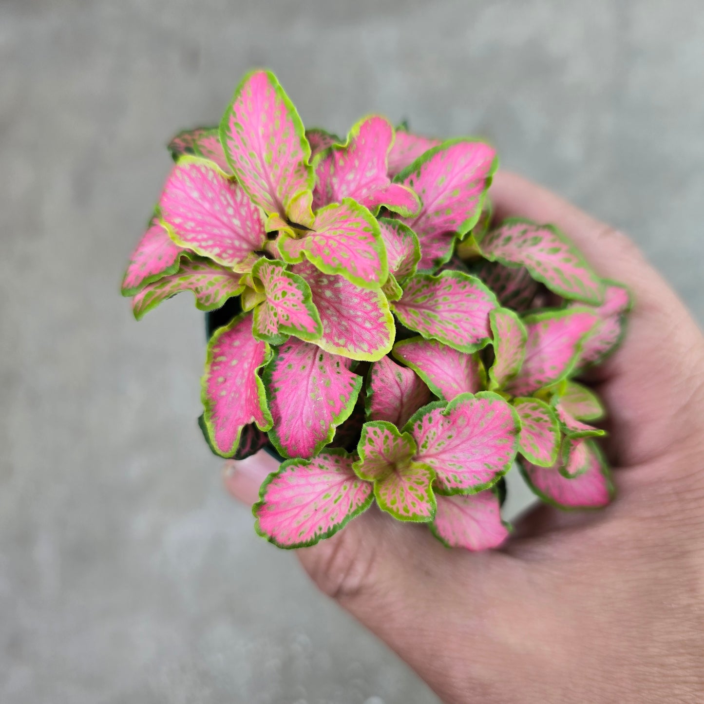 Fittonia albivenis 'Zalm Ruby Lime'