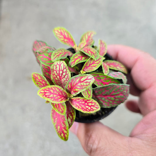 Fittonia 'Jade' - 2"