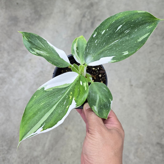 Philodendron white wizard - 4"