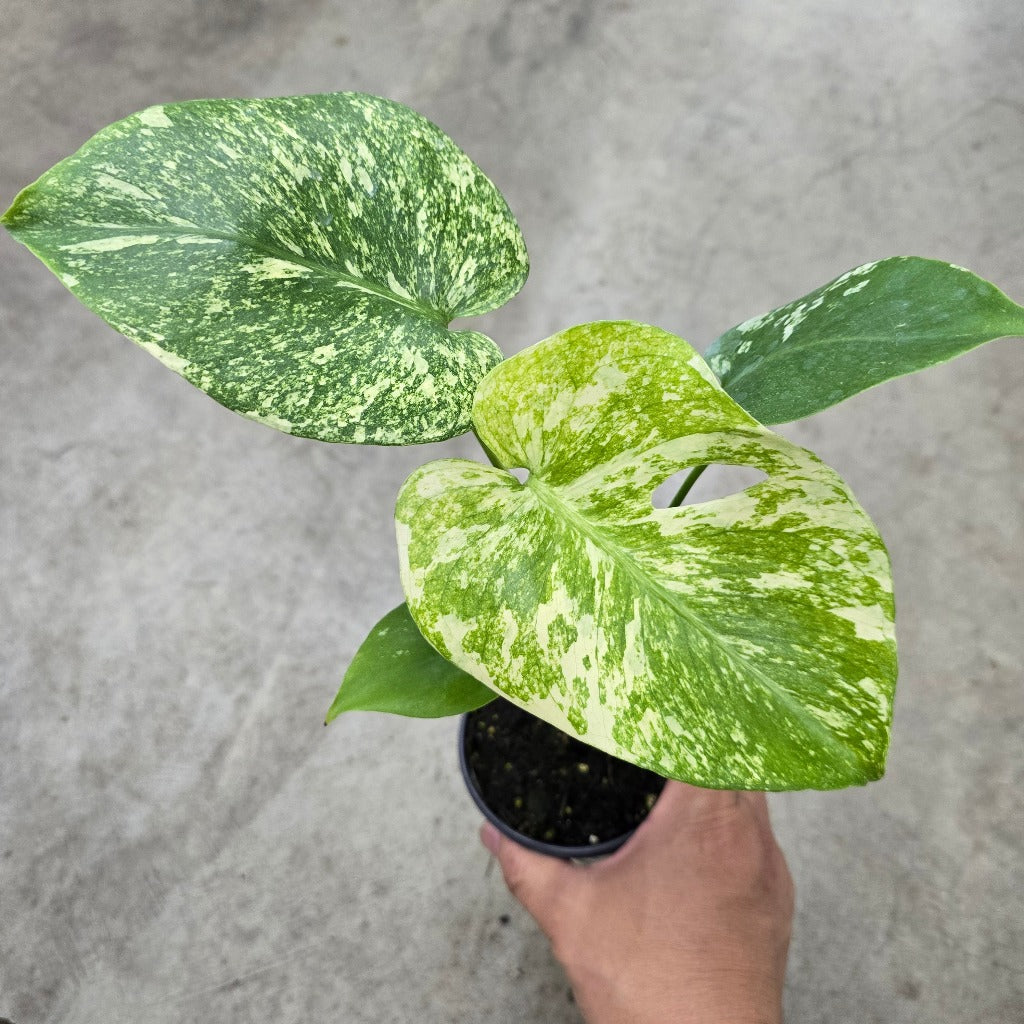 Monstera deliciosa 'Mint' - 4"