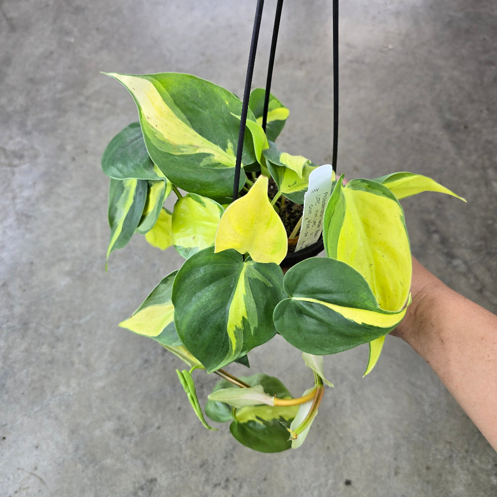 Philodendron hederaceum ' Brasil' - 4" HB