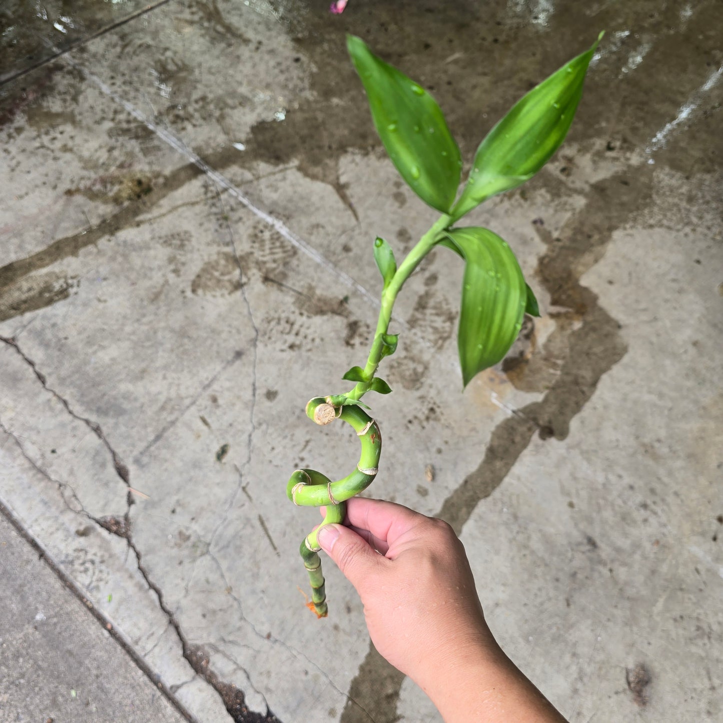 Lucky Bamboo - 8" (curly)