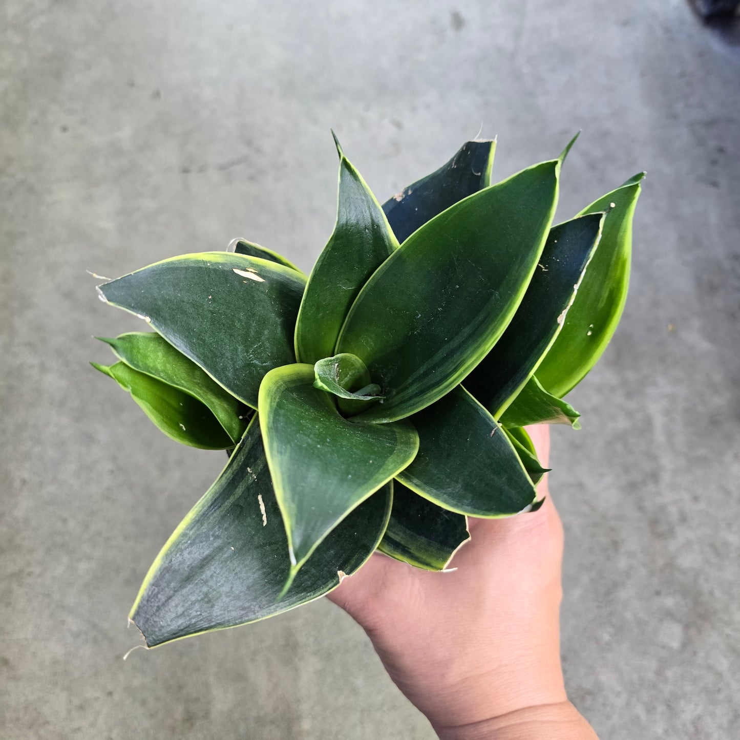 Sansevieria birdnest assorted - 4"