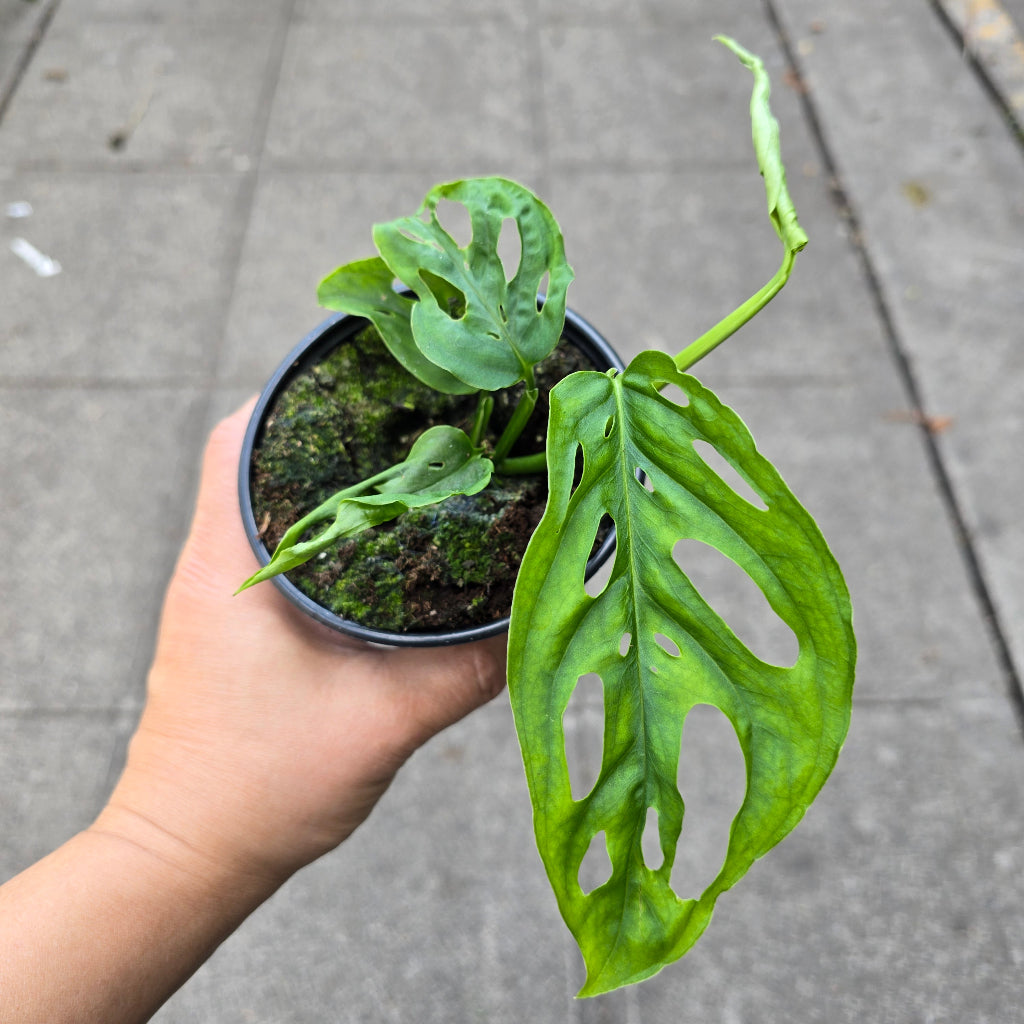 Monstera adansonii narrow form - 4"