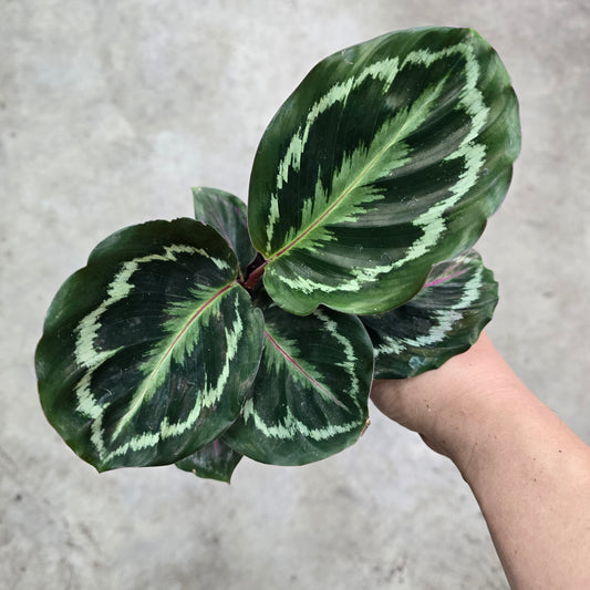 Calathea Roseopicta Medallion - 6"