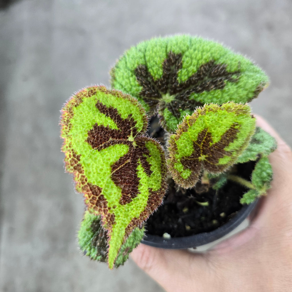 Begonia masoniana - 4"