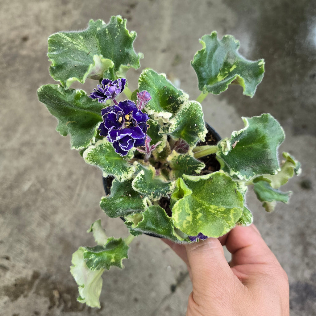 African violet variegated - 4"