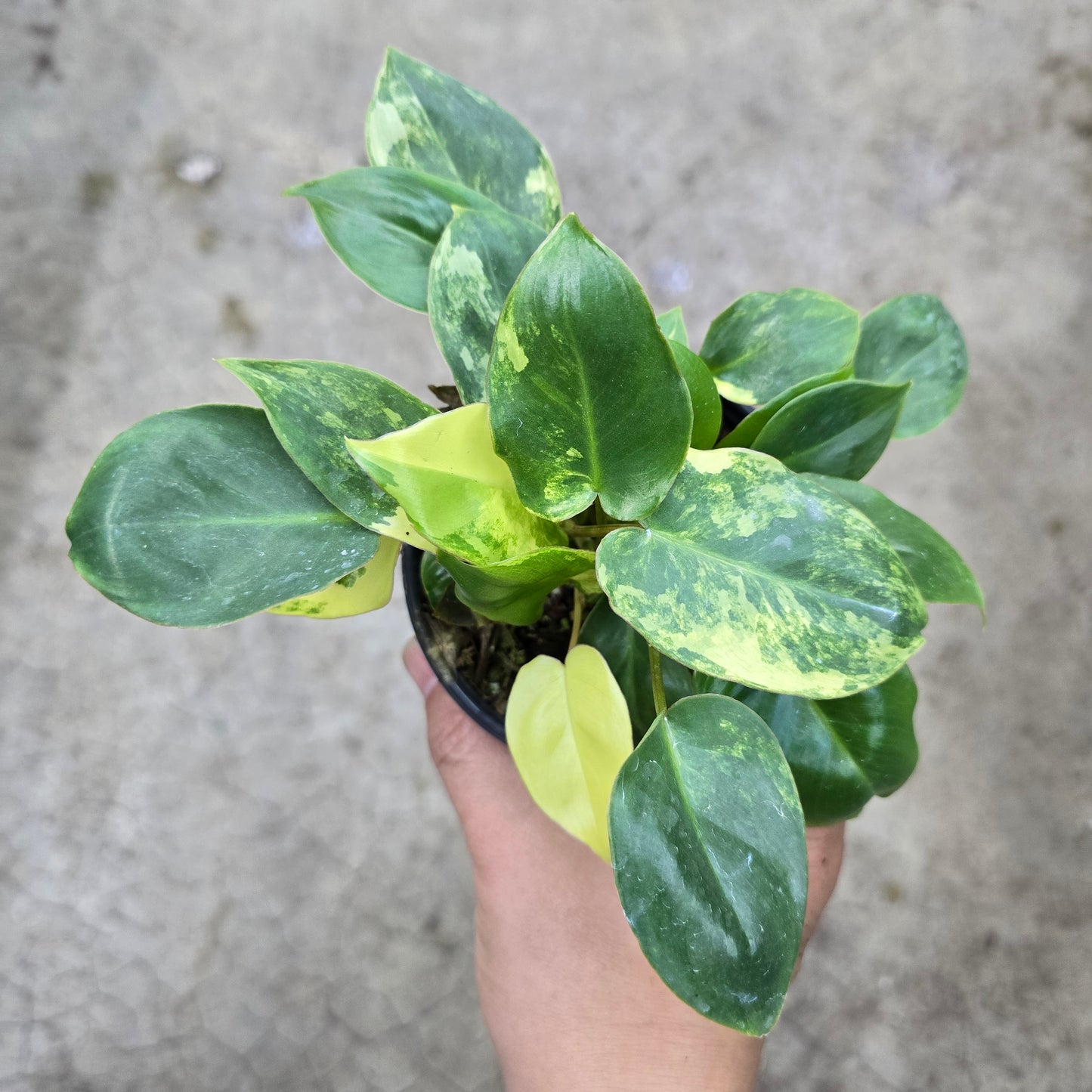 Philodendron burle marx variegated - 4"