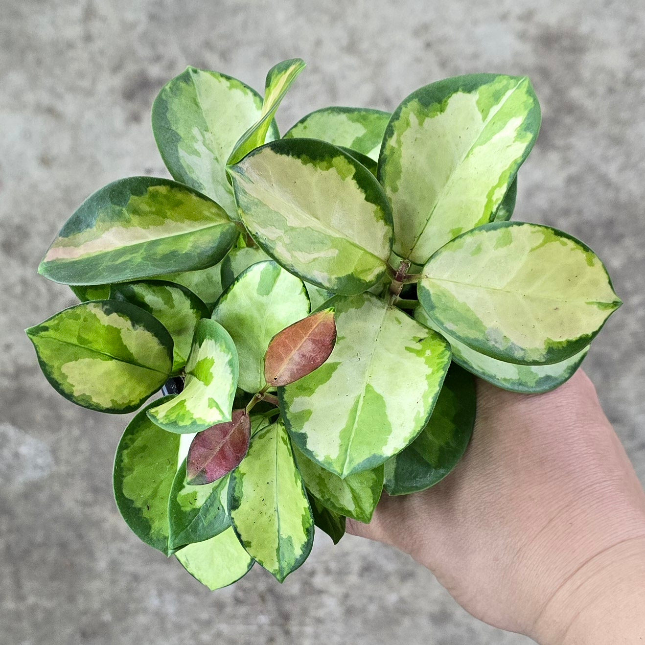 Hoya australis variegated - 4"