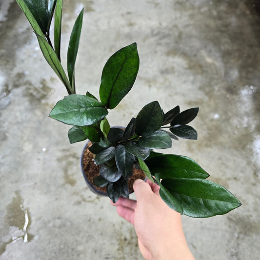 Zamioculcas zamiifolia 'Super Nova' - 5"
