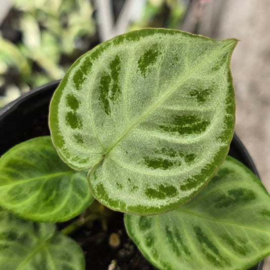 Anthurium dorayaki silver - 4"