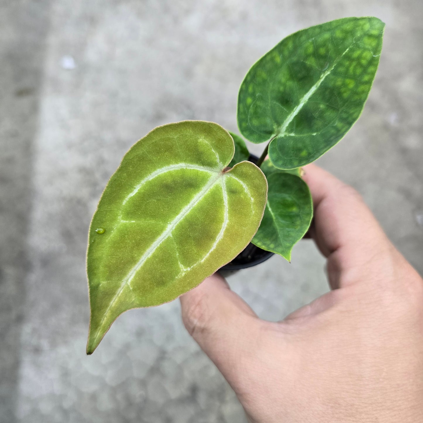 Anthurium dorayaki hybrid - 2"
