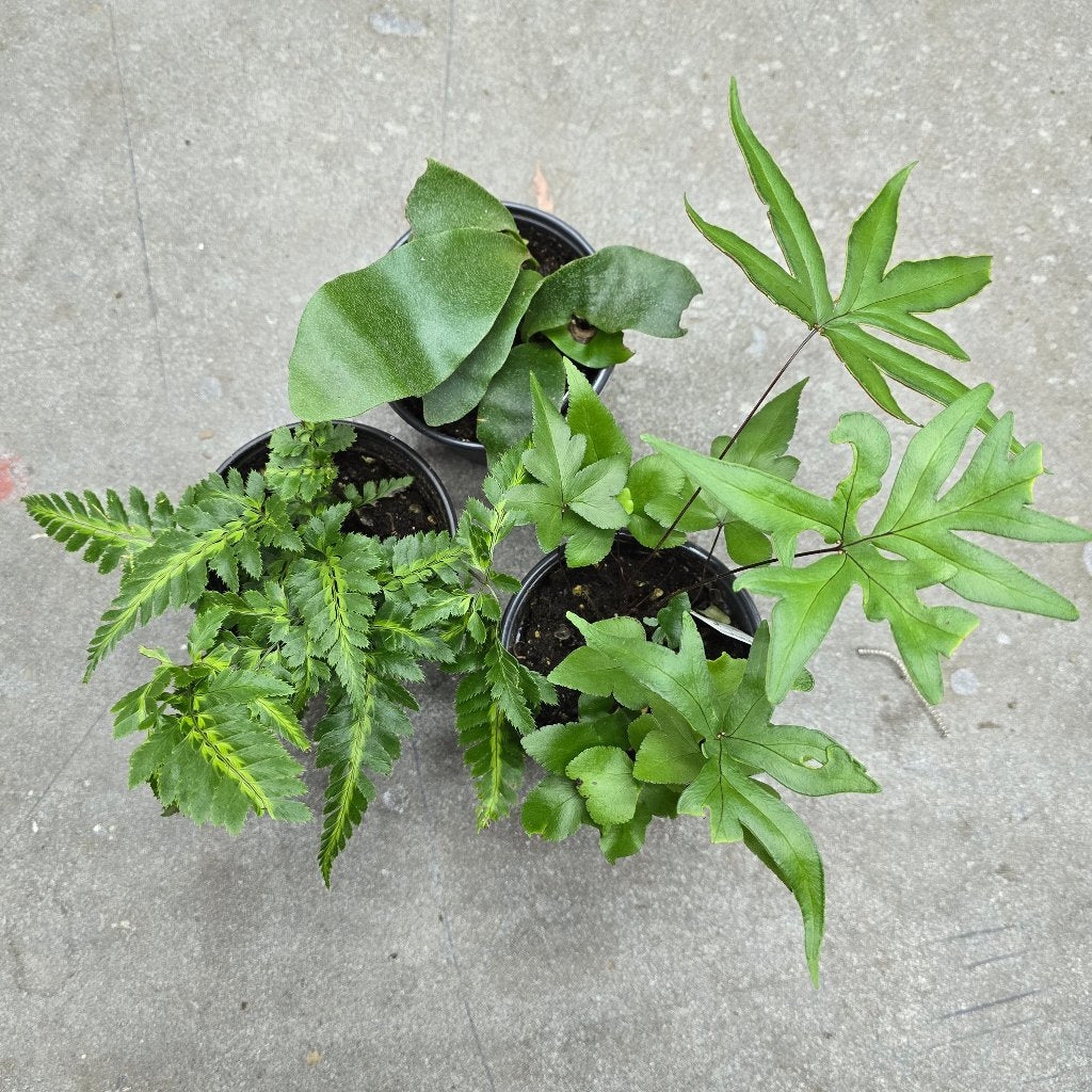 Tropical ferns assorted - 4"