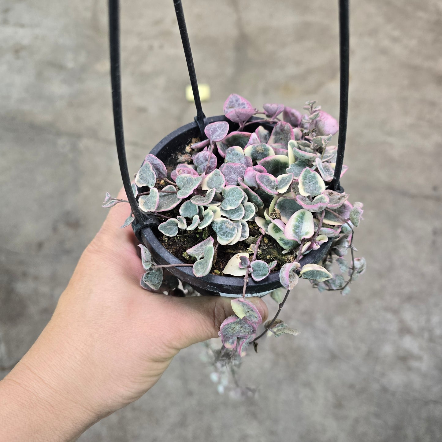 Ceropegia woodii variegata - 4" HB (rescue)