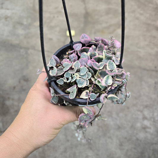 Ceropegia woodii variegata - 4" HB (rescue)