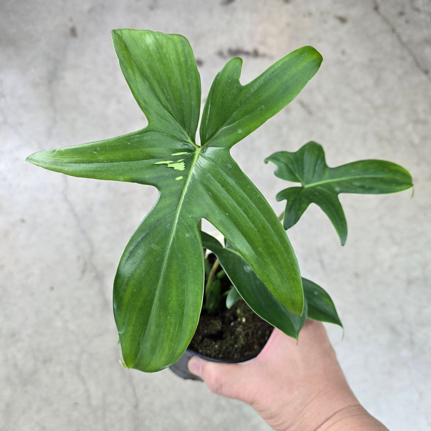 Philodendron pedatum - 4"