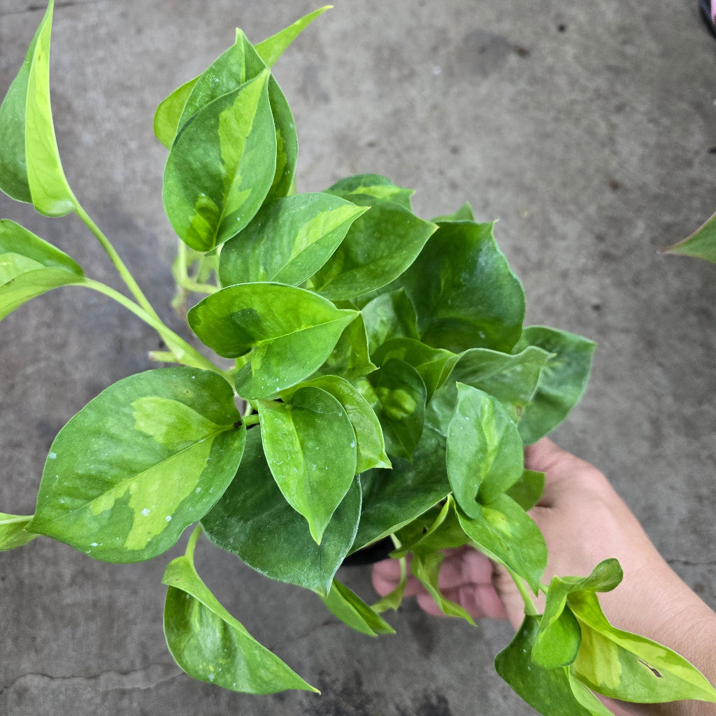 Epipremnum aureum 'Global  Green' - 4"