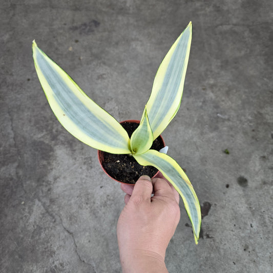 Sansevieria trifasciata 'Ghost' - 4"