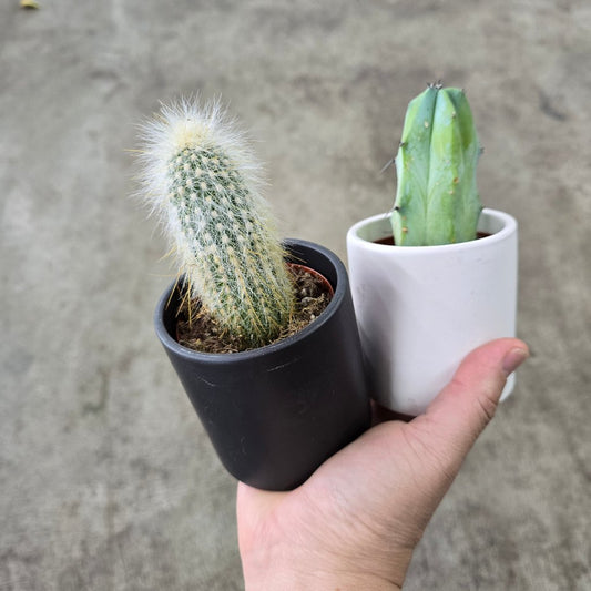 Cactus (assorted) - 2.5"