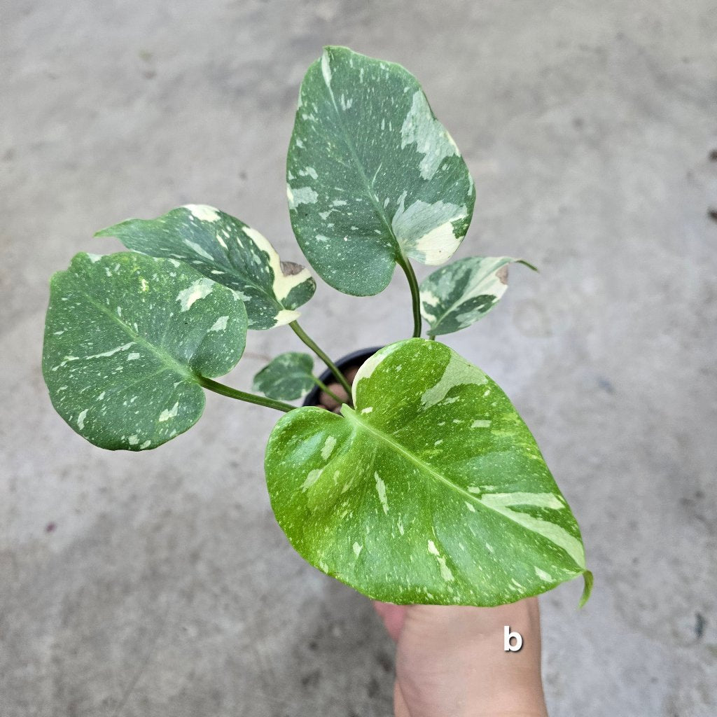 Monstera 'Thai Constellation' Mutant - 4"