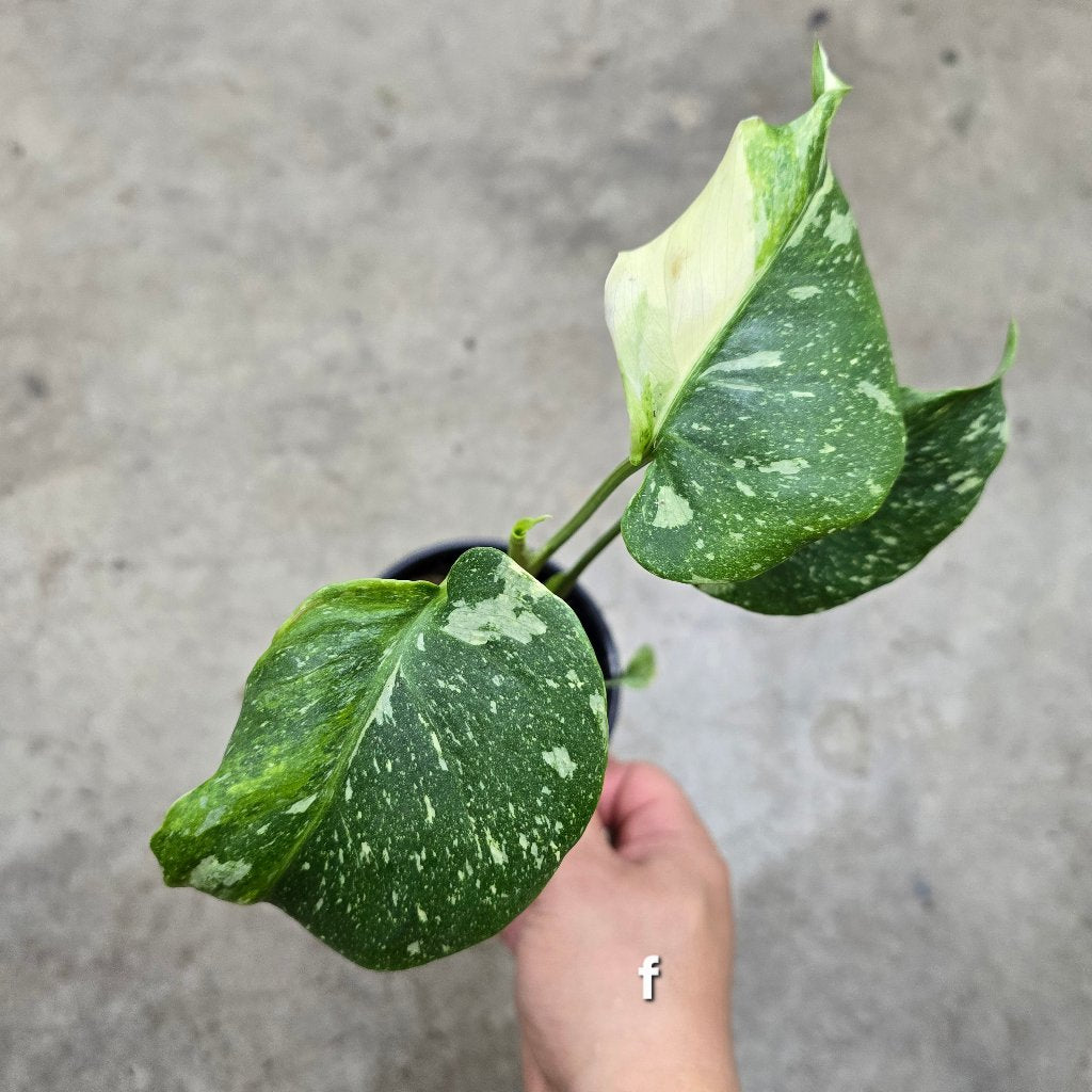 Monstera 'Thai Constellation' Mutant - 4"