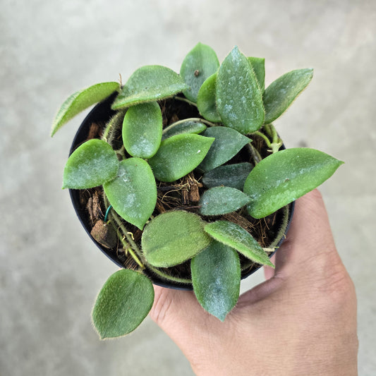 Hoya thomsonii 'White Flower' - 4"