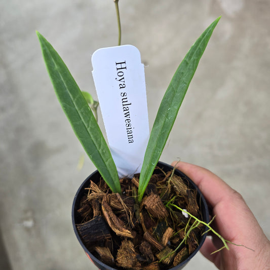 Hoya sulawesiana - 3"