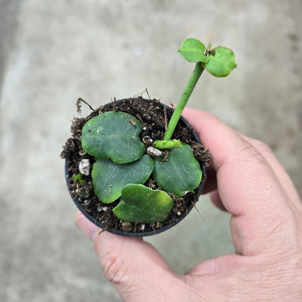Ceropegia sandersonii - 2"
